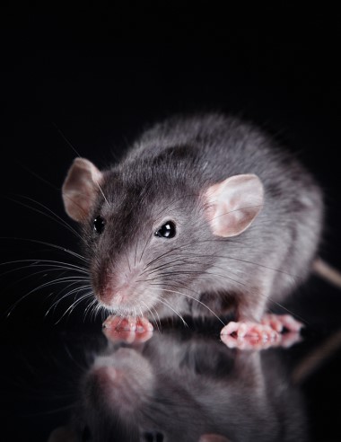 Per Aarsleff, afløbsinstallationer mod rotter