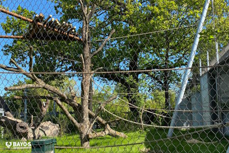 Chimpanseanlæg København ZOO