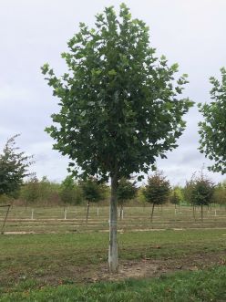 Platanus fra Holdens Planteskole