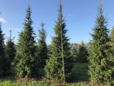 Picea omorica fra Holdens Planteskole