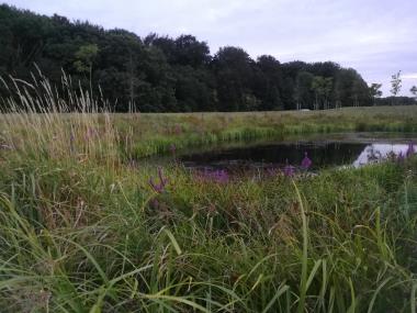 Våd- og vandvegetation og grønne tage