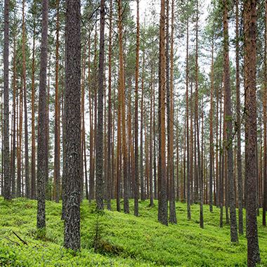 Forbos 2,5 mm linoleumsgulv ikke bare CO2-neutralt, men CO2-negativt