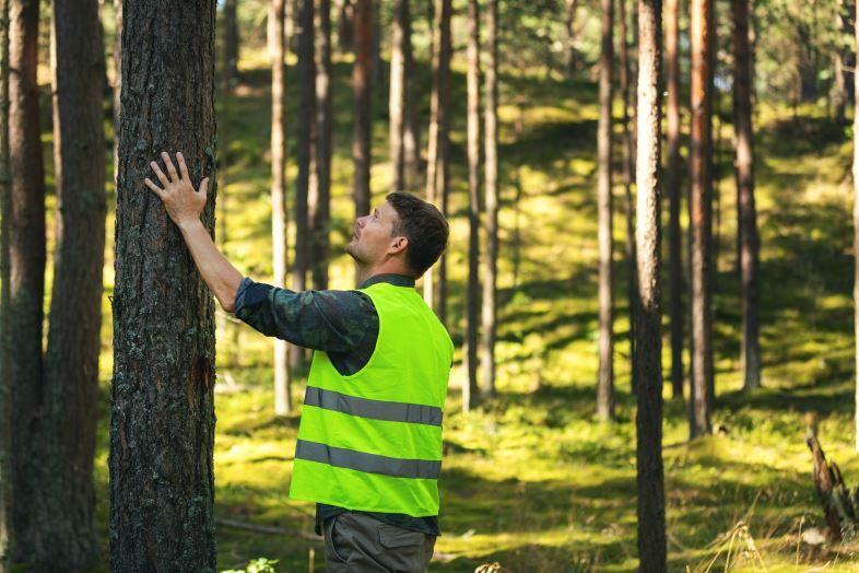 BOEN, bæredygtigt træforbrug