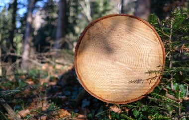 BOEN, Bæredygtighed og træplantning i fokus