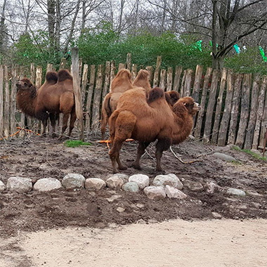 odense zoo ecoraster plader græsbelægning