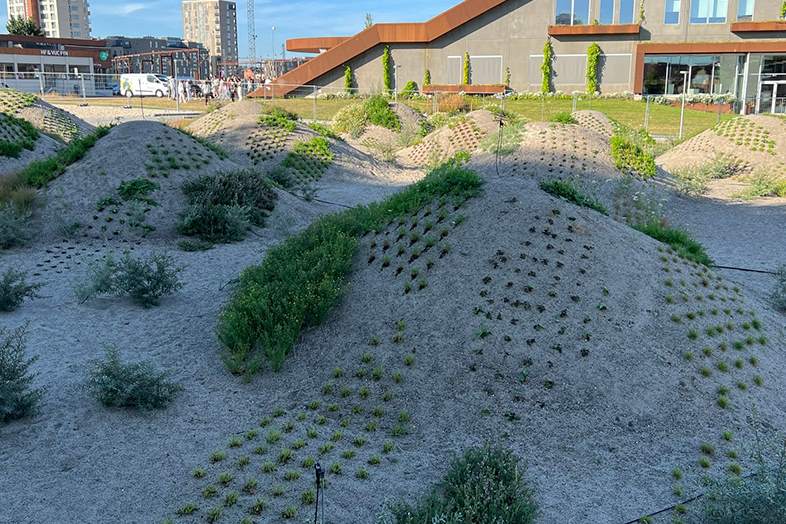 Bg Byggros - Hjemmehørende planter gavner biodiversiteten 