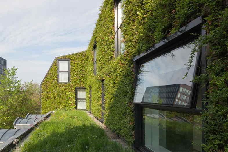 grønne vægge. grønt tag, natural greenwalls