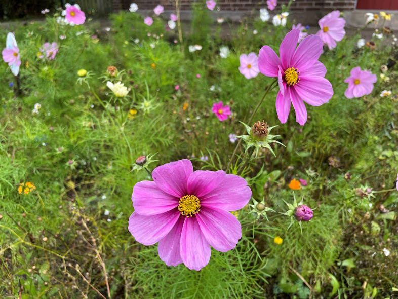 Børn, bi og blomst 