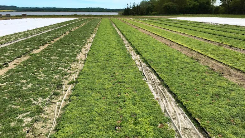Grønne tage med lavere CO2-aftryk står godt i forhold til de nye BR25-regler