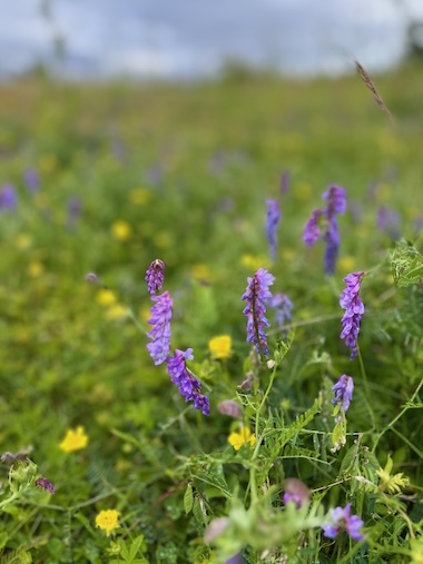 Biodiversitet er en central drivkraft
