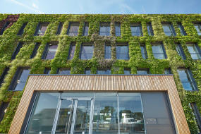 Grønne facader som en del af et sundt og cirkulært byggeri