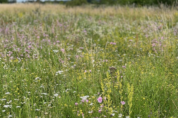 Hjemmehørende planter: Den bæredygtige løsning til danske byer og landskaber