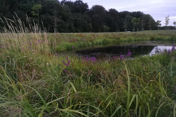 Vand- & Vådvegetation