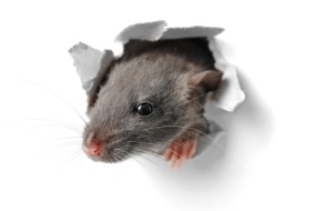 Sådan sikrer du dit hus mod rotter