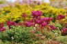 Sedum-mix