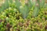 Sedum-mix type T