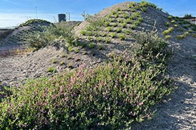 Strandstemning og kvantefysik mødes med hjælp fra vilde planter