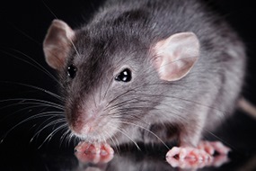 Undgå rotter i kloakken