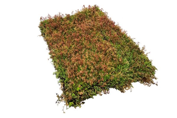 Sedummåtte med biokul